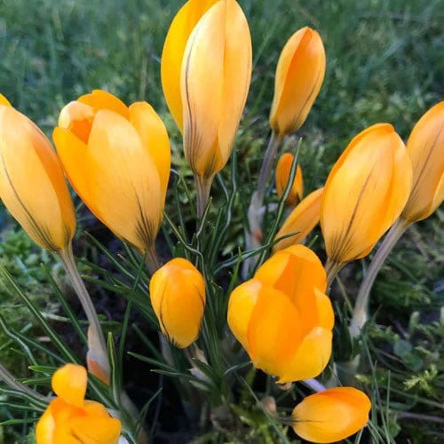 Crocus jaune